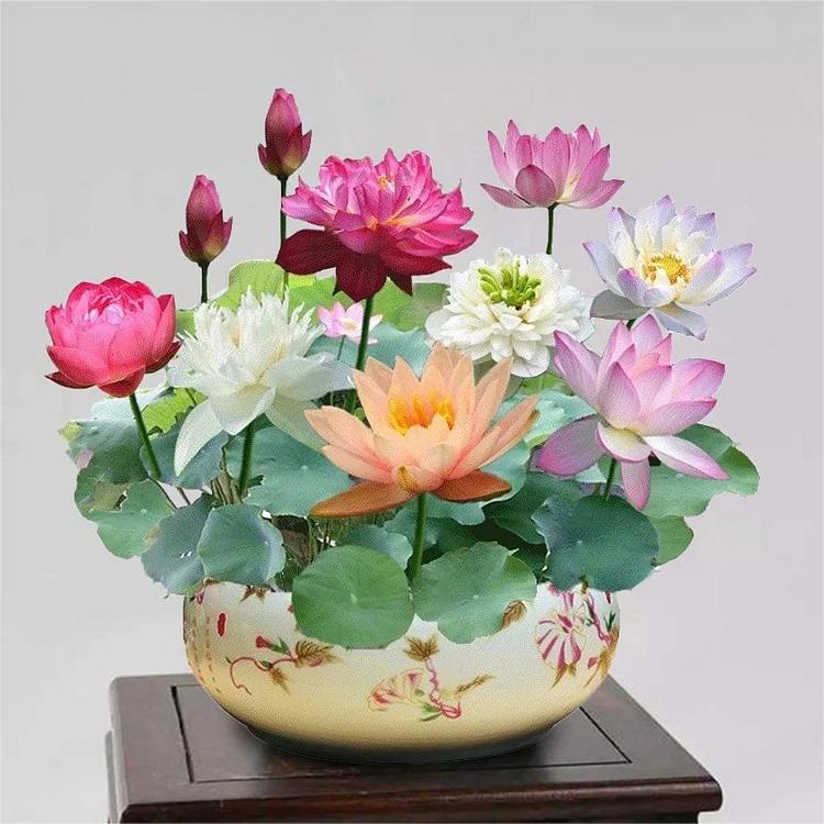 Lotus Blooms | Lotus Seeds for Effortless Pond Beauty in Days