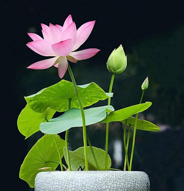 Lotus Blooms | Lotus Seeds for Effortless Pond Beauty in Days