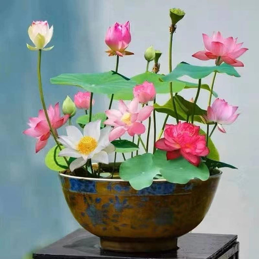 Lotus Blooms | Lotus Seeds for Effortless Pond Beauty in Days