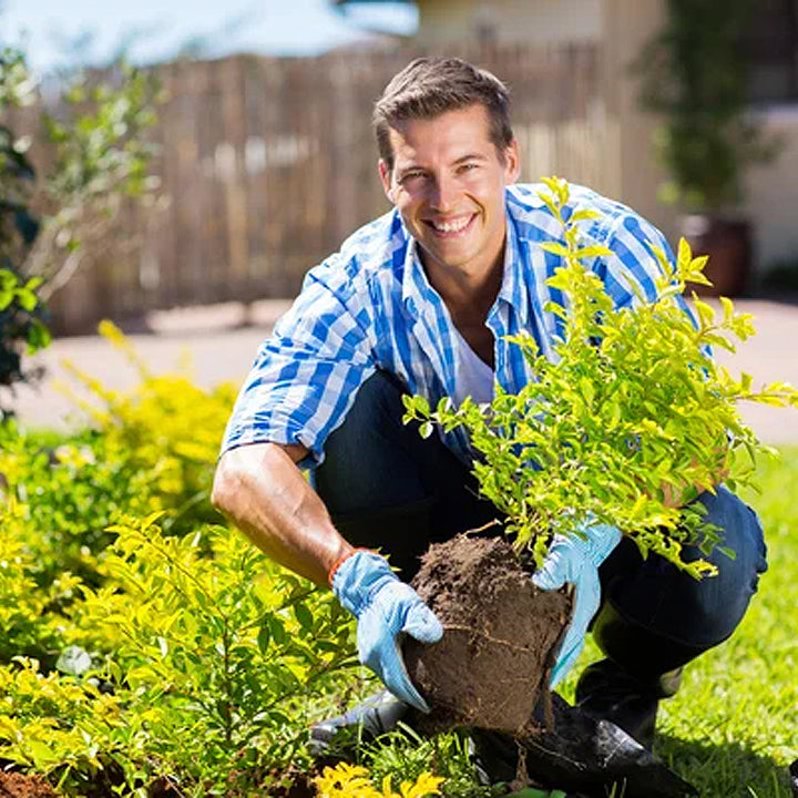 Soil Revitalizer