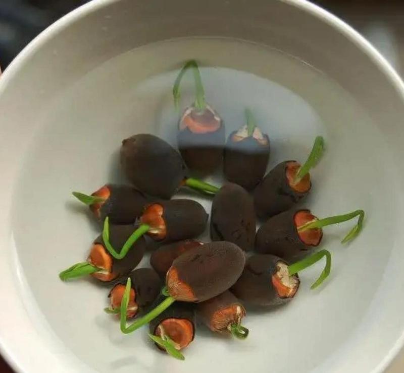 Lotus Blooms | Lotus Seeds for Effortless Pond Beauty in Days