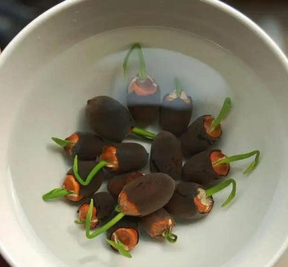 Lotus Blooms | Lotus Seeds for Effortless Pond Beauty in Days