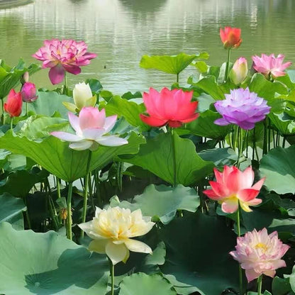 Lotus Blooms | Lotus Seeds for Effortless Pond Beauty in Days