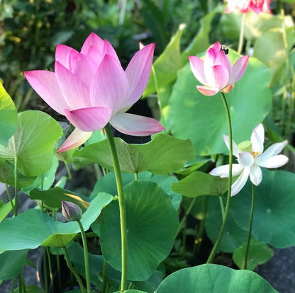 Lotus Blooms | Lotus Seeds for Effortless Pond Beauty in Days
