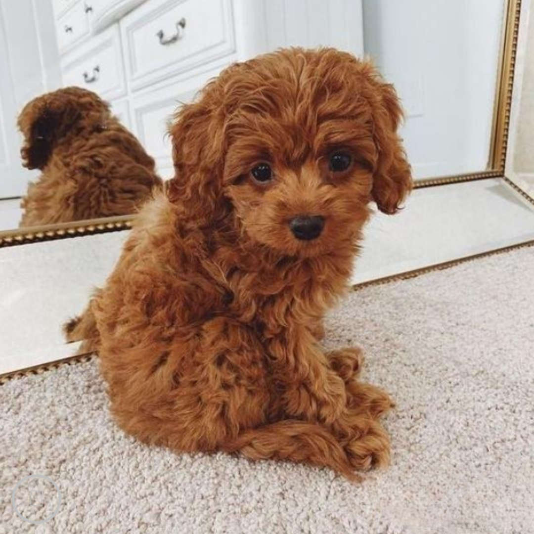 Cuddle Cushion Lifelike Plush Puppy Toy