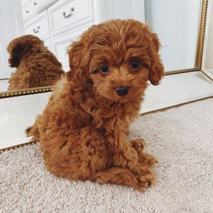 Cuddle Cushion Lifelike Plush Puppy Toy