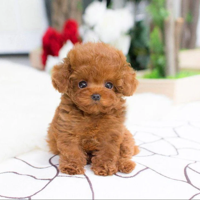 Cuddle Cushion Lifelike Plush Puppy Toy