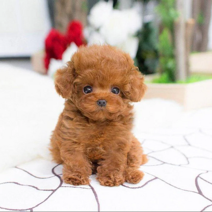 Cuddle Cushion Lifelike Plush Puppy Toy